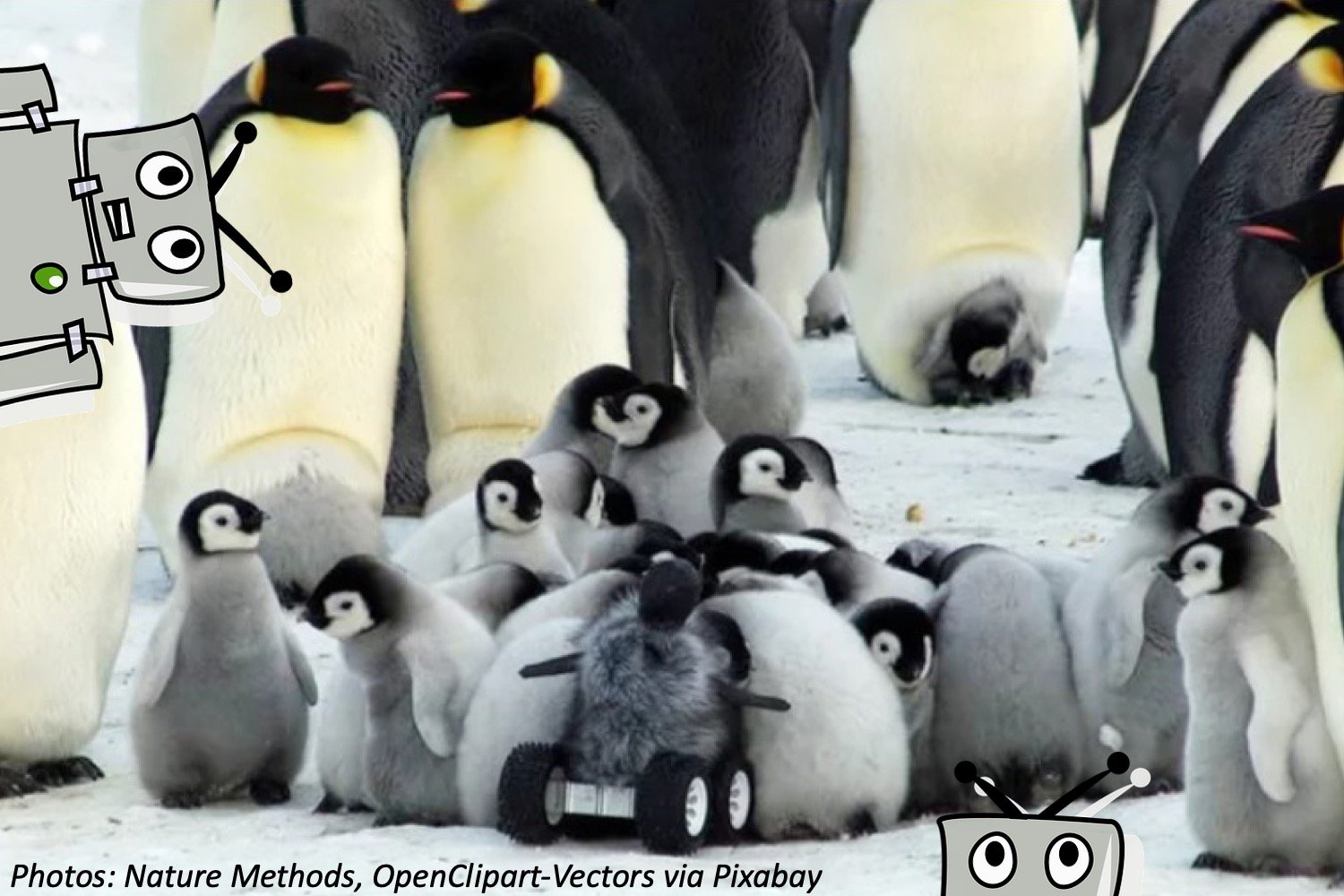 bot penguin